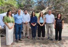 El Municipio abrió el concurso para transformar el retoño del Pino de San Lorenzo en obras de arte y dio detalles de los festejos por el Día del Inmigrante