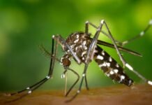 Refuerzan acciones de prevención del Dengue, a pesar de que San Luis no registró circulación activa de casos