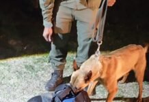 Gendarmería incautó 4 kilos de marihuana en distintos procedimientos