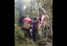 Un árbol de Plaza Pringles cayó sobre una mujer policía
