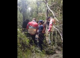 Un árbol de Plaza Pringles cayó sobre una mujer policía