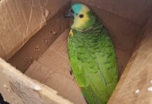 Animales silvestres rescatados se recuperan en el Centro de Conservación de Vida Silvestre en La Florida