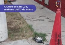 El impacto de una paloma provocó un corte de energía