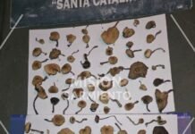 Incautaron 88 hongos alucinógenos en Las Vizcacheras, límite con Córdoba