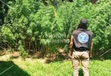Villa de Merlo: incautaron 130 plantas de cannabis y más de 1,7 kilos de marihuana