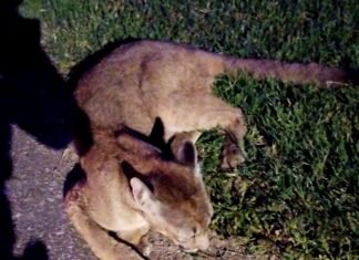 Policías rescataron a un puma herido sobre la Ruta Nacional 9