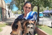 Piden ayuda para Cabezón, el perro más conocido de San Luis, que atraviesa un tratamiento de salud
