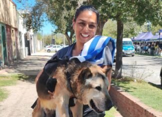 Piden ayuda para Cabezón, el perro más conocido de San Luis, que atraviesa un tratamiento de salud
