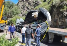 Te contamos en detalle cómo fue el operativo para rescatar la estatua caída del cóndor de Potrero de los Funes