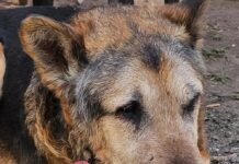 Murió Cabezón, el perro más querido de la ciudad de San Luis. Lo enterrarán en la ex terminal