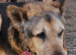 Murió Cabezón, el perro más querido de la ciudad de San Luis. Lo enterrarán en la ex terminal