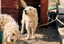 Rescataron a dos perros que estaban atados y en condiciones de maltrato