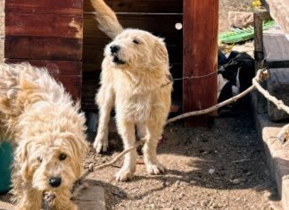 Rescataron a dos perros que estaban atados y en condiciones de maltrato