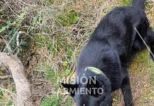 Carpintería: la Policía incautó marihuana valuada en más de 8 millones de pesos y un can fue clave en el hallazgo