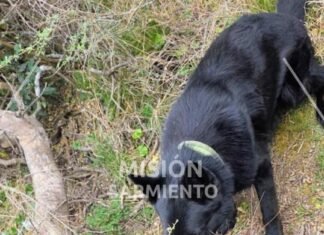 Carpintería: la Policía incautó marihuana valuada en más de 8 millones de pesos y un can fue clave en el hallazgo